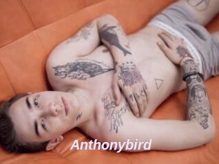 Anthonybird