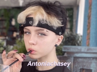 Antoniachasey