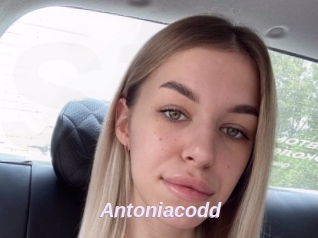 Antoniacodd