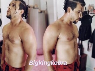 Bigkingkobra