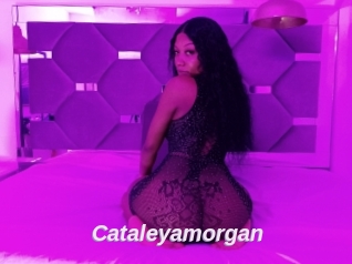 Cataleyamorgan