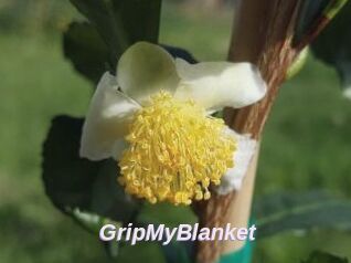 GripMyBlanket