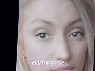 Harlowrose