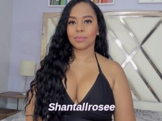 Shantallrosee